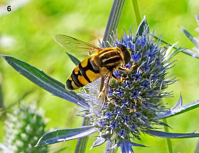 06 Keltasäärihelosurri Helophilus pendulus