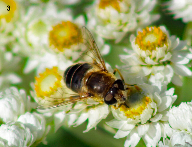 03 Pistesurri Eristalis nemorum a