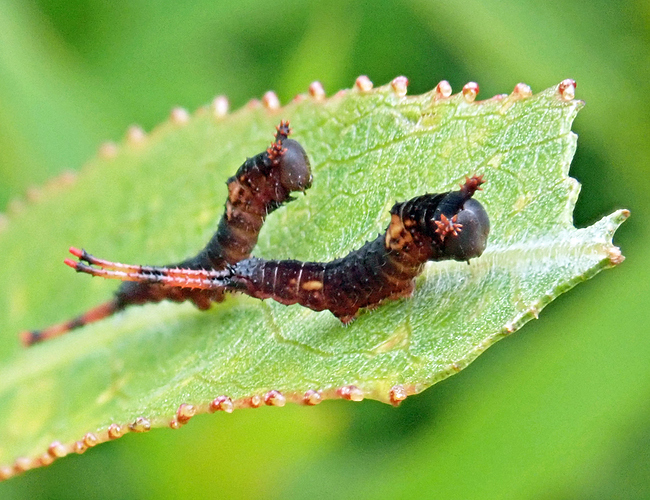 P6295624