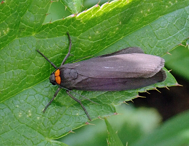 P6103225
