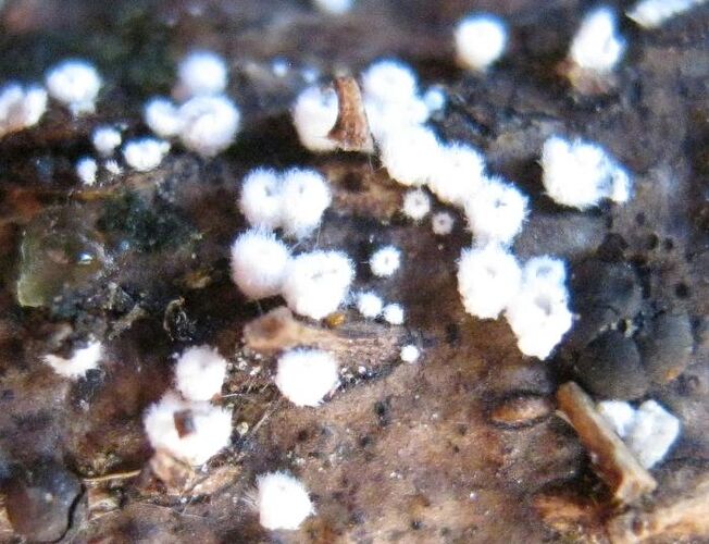 Flagelloscypha_minutissima0818