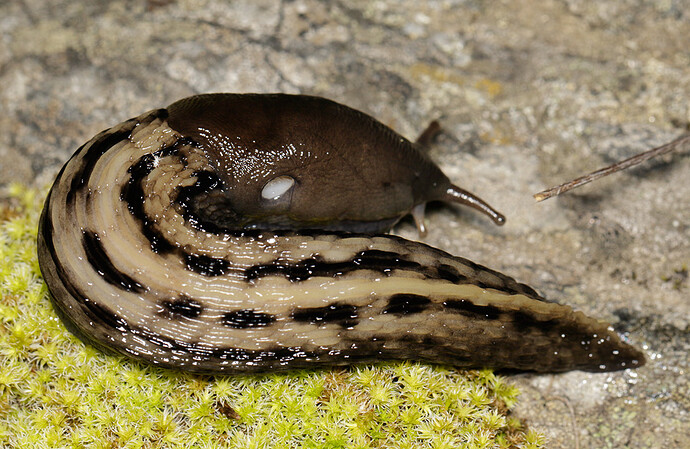 YUkkoetana%20(170923)(Taalintehdas%2C%20talo)