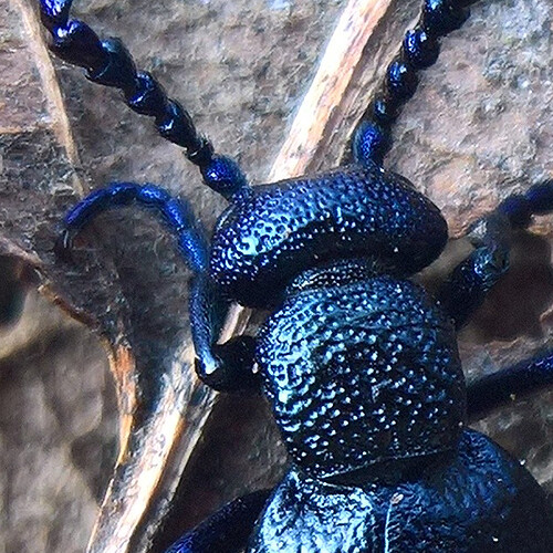 WP_20190330_13_01_27_Pro_sharp_zoom