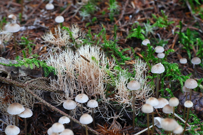 2017_09_23_IMG_9999_94testimini