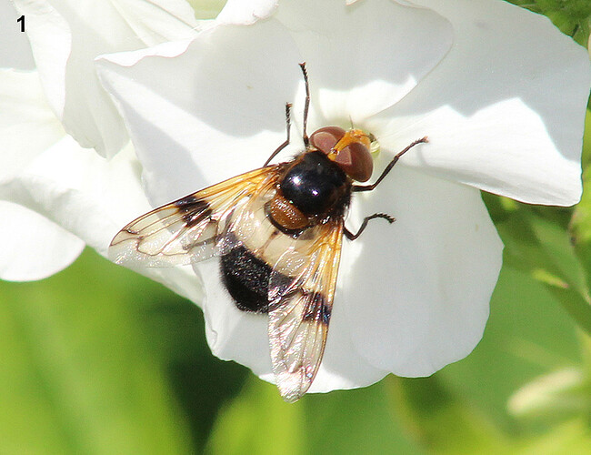 01 Ampiaisvieras Volucella pellucens