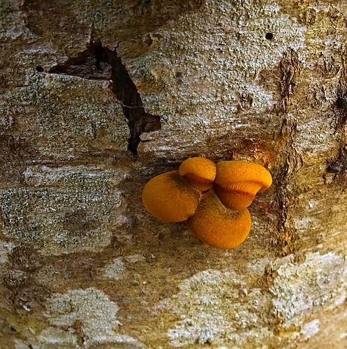 %20DSCF0790