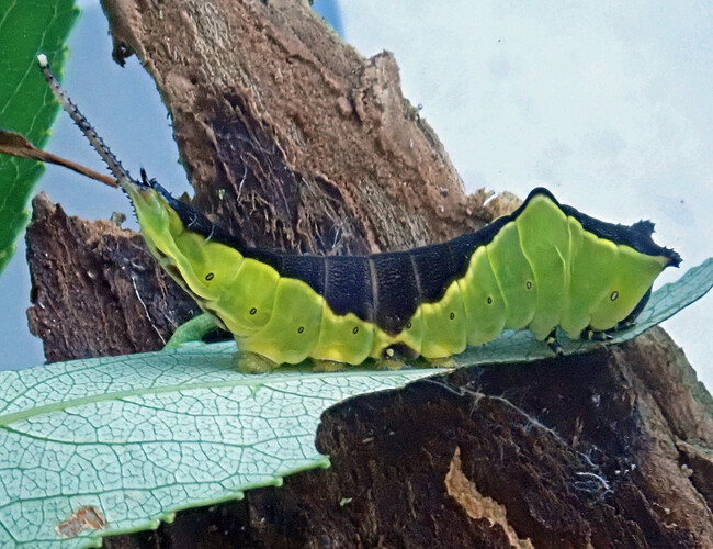 P7106735