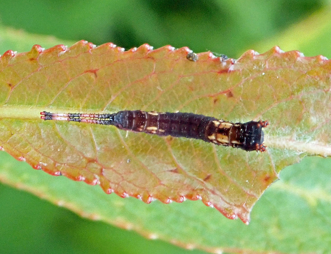 P6295632