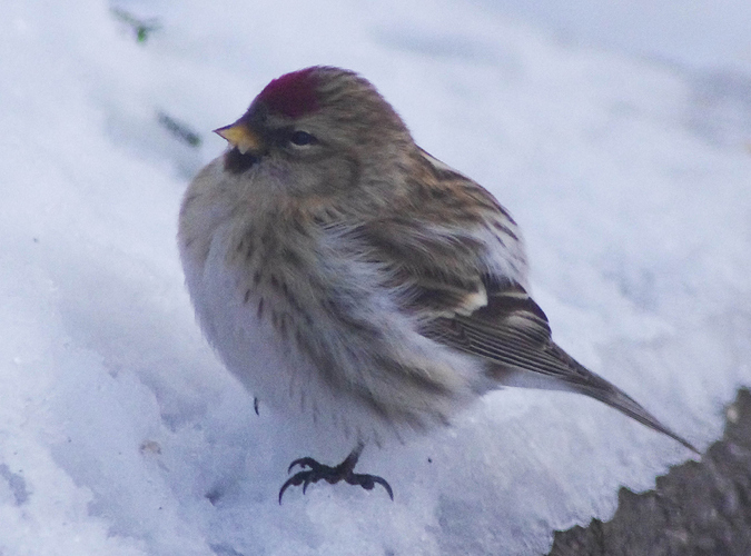 20190113-IMGP7415