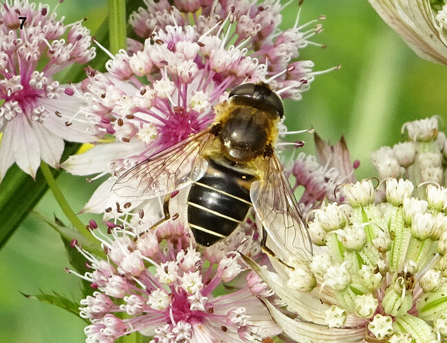 07 Eristalis a