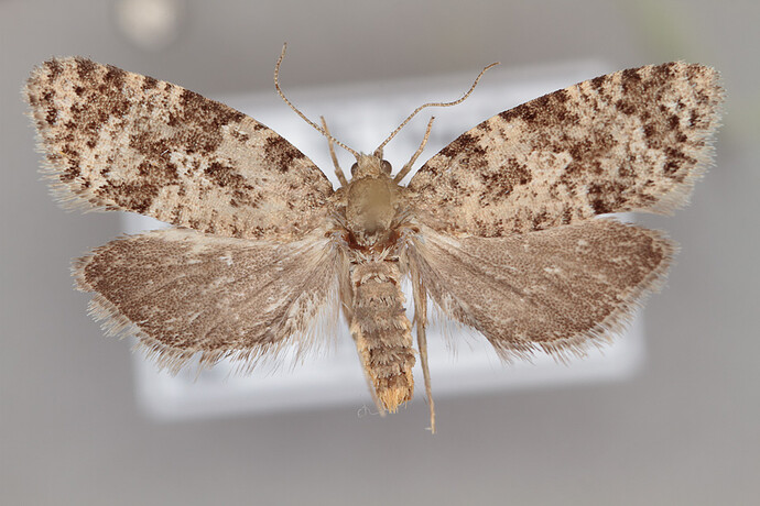 C13R6%201836%20Cnephasia%20asseclana%20(170801)(Tammisto)