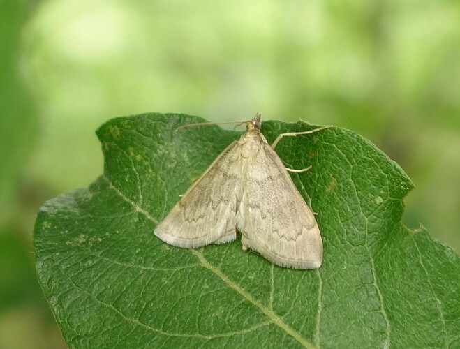 perhonen1_090719