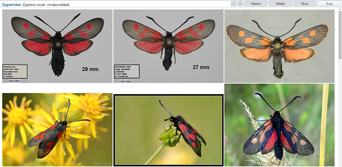 Zygaena%20viciae