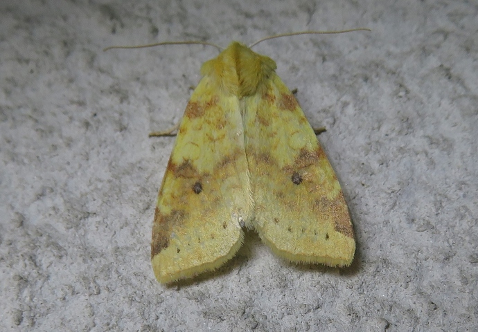 vaaleakeltayokkonen_20190903_pukinmaki