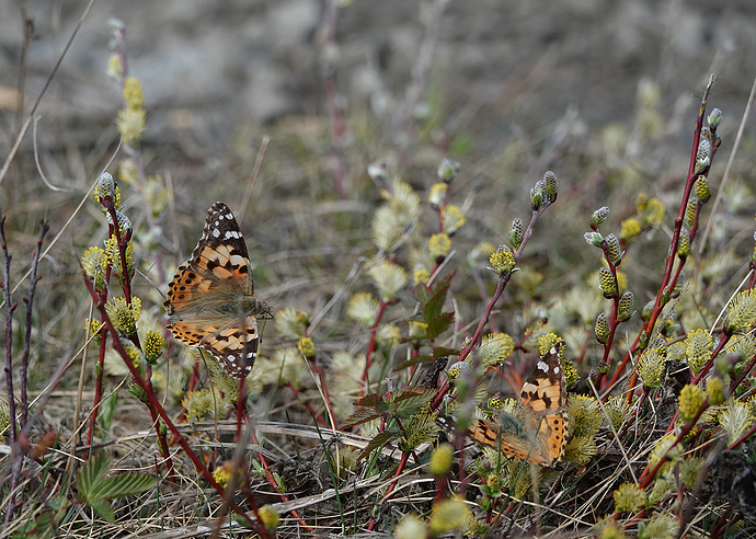 1704_cardui_web