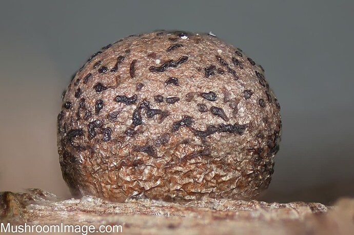 lycogalaspaeroconicum10x123082025bakunkarrvalmis