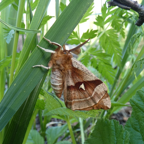 07062020 Nastakehrääjä 1c