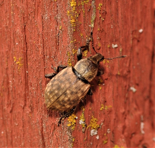 Otiorhynchus singularis.
