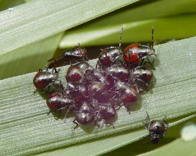 z-2022-06-19 ludenymfit DSCN2629-2.2