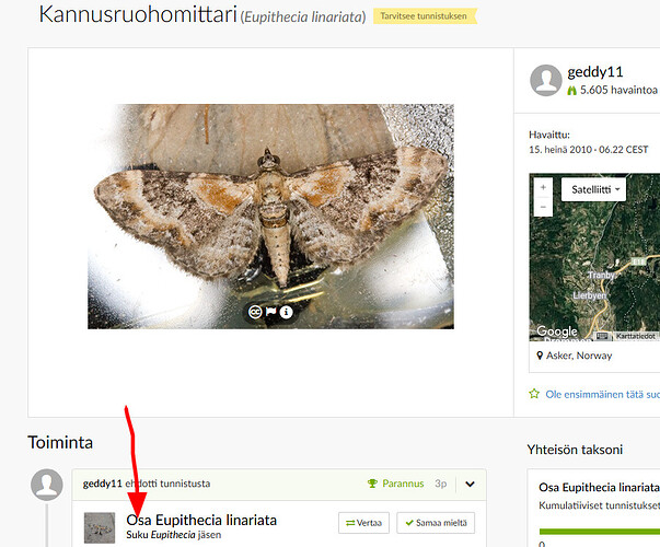 Osa_Eupithecia_linariata