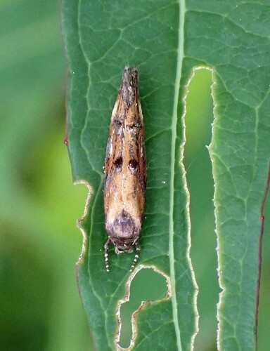 P7030046