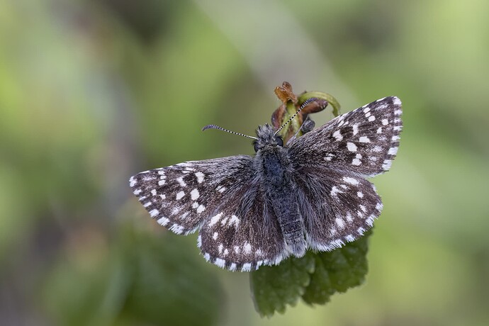 lohja_20250530_0485-Edit