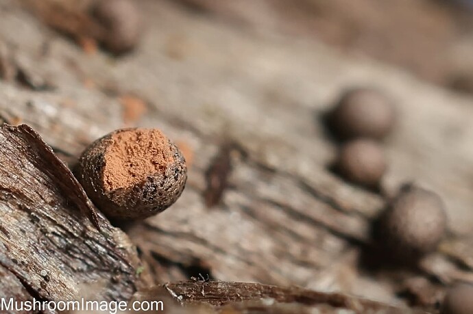 lycogalasp3123082025bakunkarr