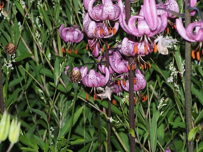 P7170016