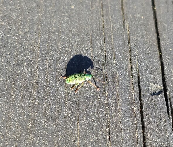 Phyllobius