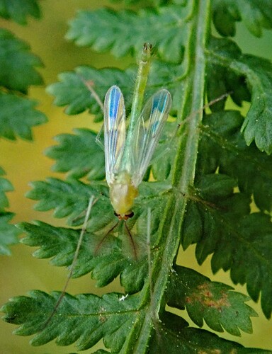 Endochironomus sp. -surviaissääski koiras  4 mm