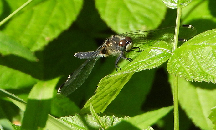 DSCN2130a1