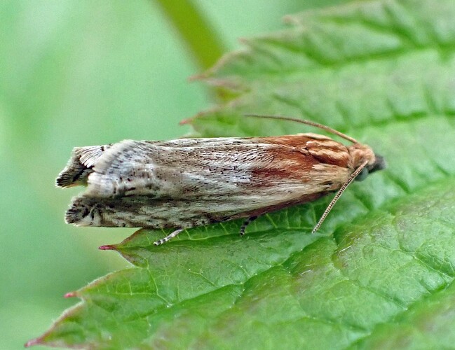 Mykeröpeilikääriäinen 3 Eucosma cana  11 mm