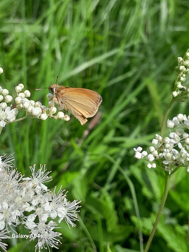 20250713T_lineola