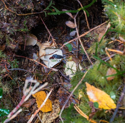 141022_helttasieni_tunnistamaton_poskilampi-1