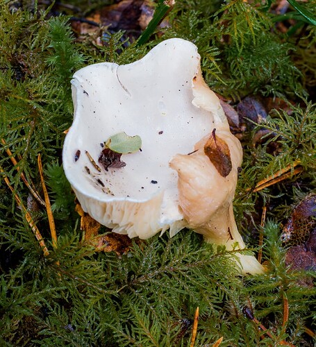 141022_helttasieni_tunnistamaton_poskilampi-2