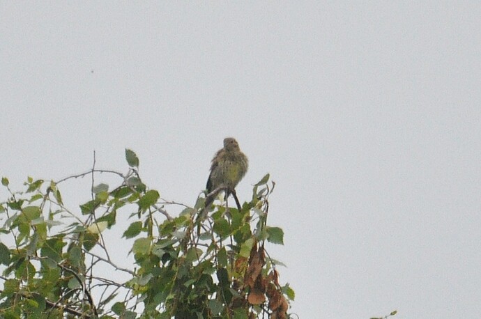 DSC_0088 – kopio (3)