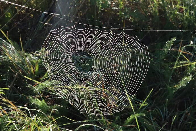 Toijala Lentilä 250905 9194