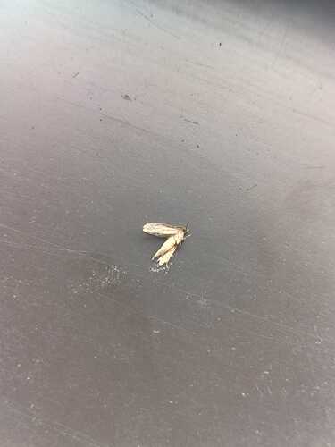 IMG-20250617-WA0002