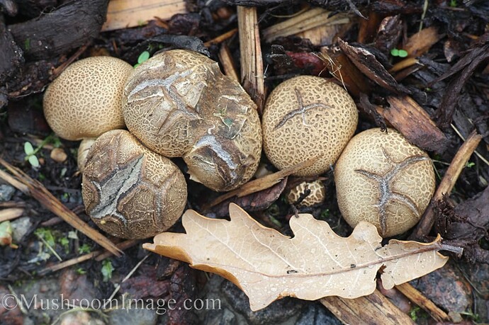 tarhamukulakuukunen5630082019malmivalmis