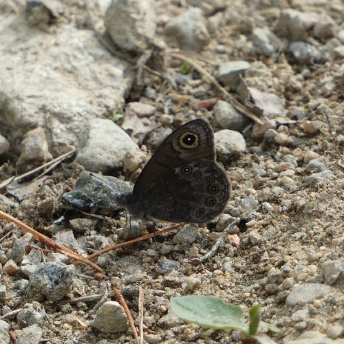 1110390_edit_2142175248848239