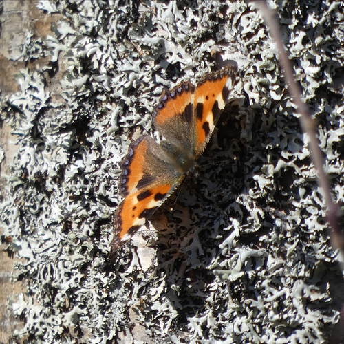 21042020 Nokkosperhonen