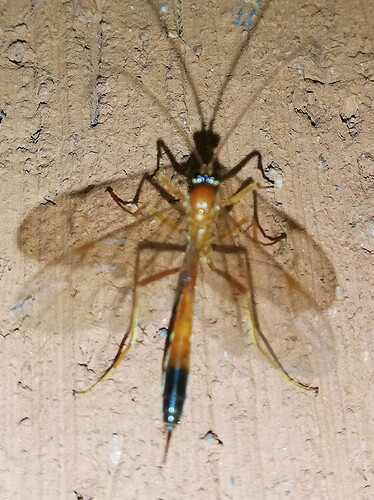 11.11.2022 Pyhäranta