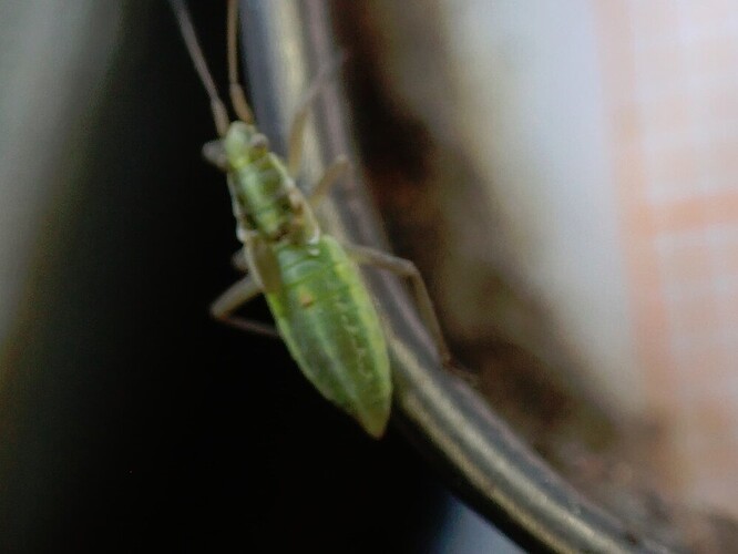 26.7.2022 Sovintovaara