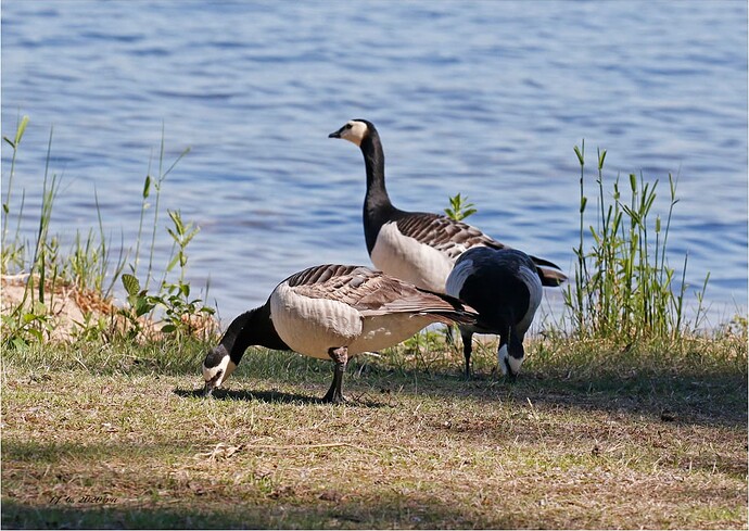HanhiaPunkaharjulla14june2020