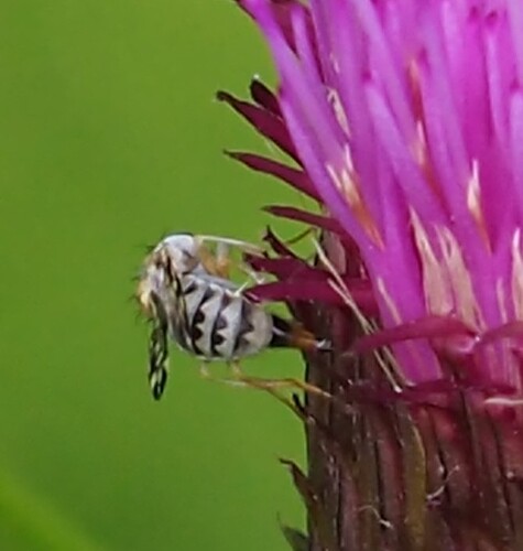 P7080088_2