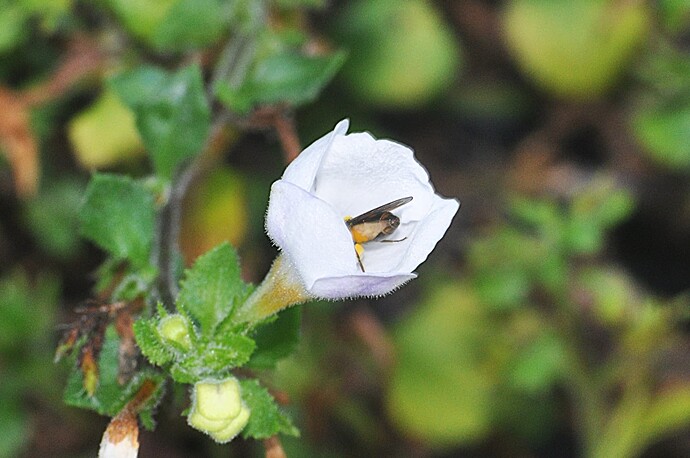 DSC_0017 – kopio (8)