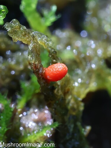 lycogalaconicum613072022ankelevalmis