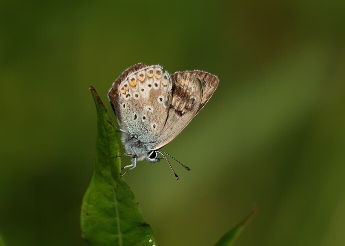 5198_artaxerxes_web