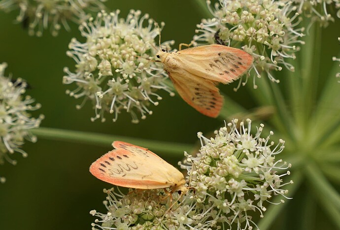 miniata220725