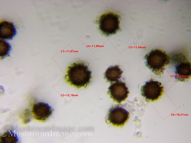 Sclerodermabovista100x102082021aurora